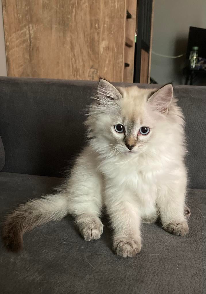 Laatste seal lynx ragdoll kitten, Kater, Gechipt, 0 tot 2 jaar