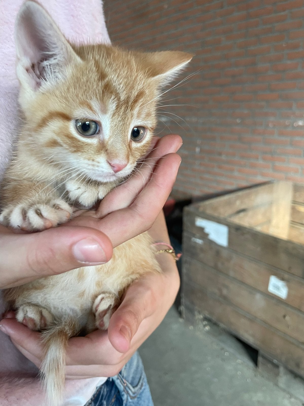 Boerderij kittens, Dieren en Toebehoren, Kortharig