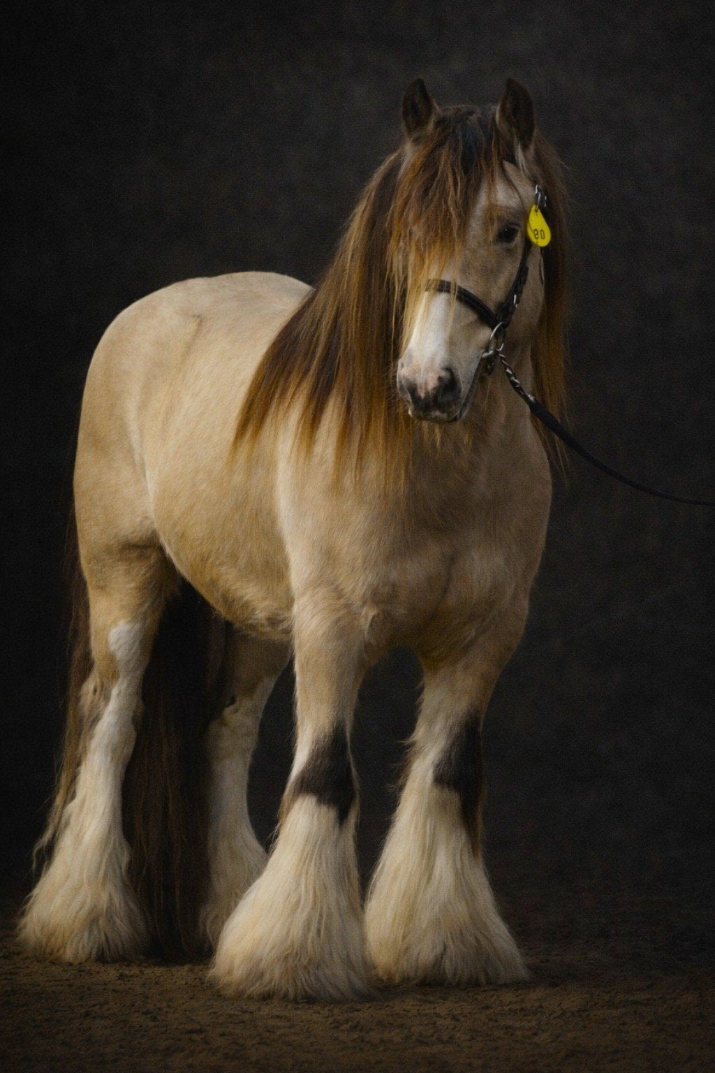Ter dekking: Tinker/Irish Cob hengsten KI en Natuurlijk, Dieren en Toebehoren, Hengst