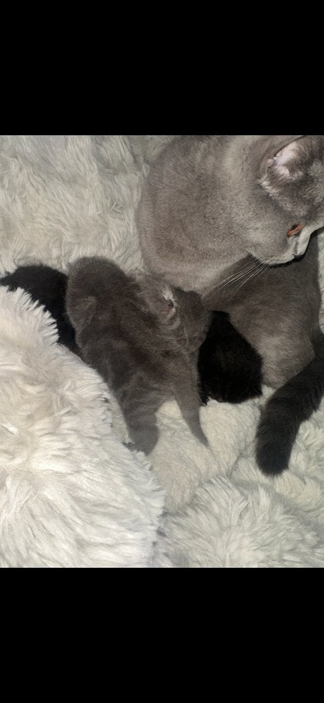 Britse korthaar kittens, Meerdere dieren, Ontwormd, 0 tot 2 jaar