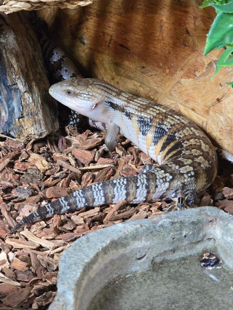Nakweek Tiliqua scincoides Intermedia 2025 Blue Tongue Skink - unknown for sale from Lost Treasures