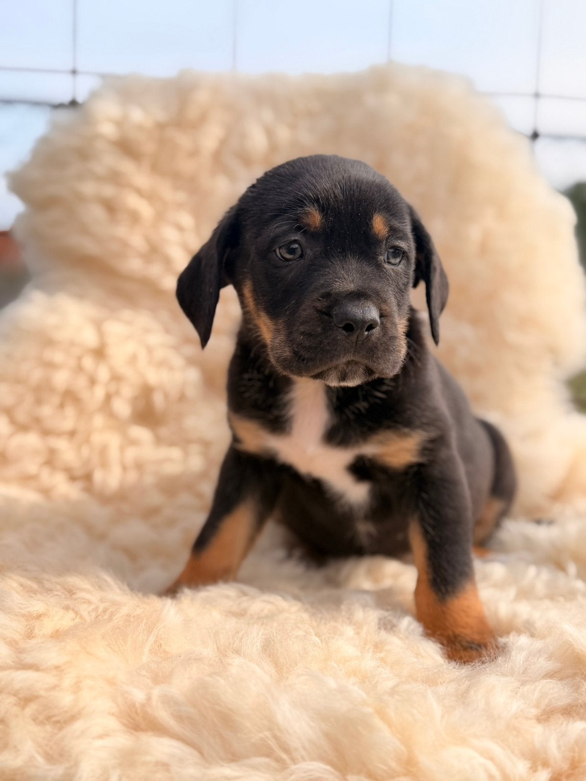 Cane Corso x Australian Shepherd  || puppy Reu, Dieren en Toebehoren, Parvo, België, Particulier, 8 tot 15 weken