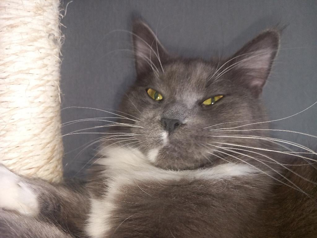 Main coon dame, Poes, Gechipt, 0 tot 2 jaar