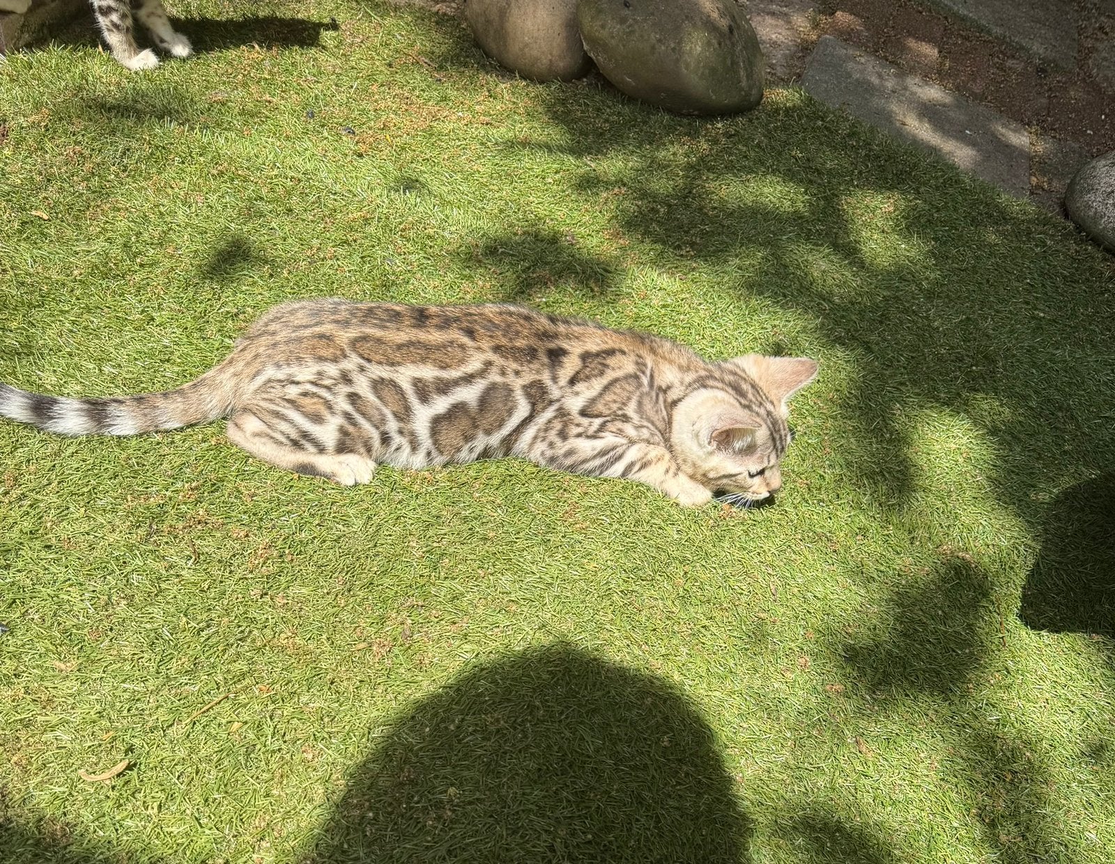 Bengaal kittens  met stamboom,  tabby rosetted, Dieren en Toebehoren, Katten en Kittens | Raskatten | Korthaar, Meerdere dieren