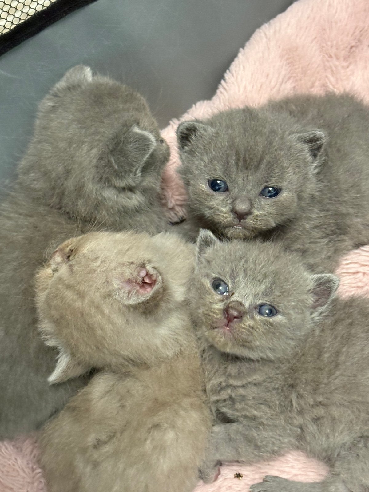 Britis shorthair kittens, Meerdere dieren, Ontwormd