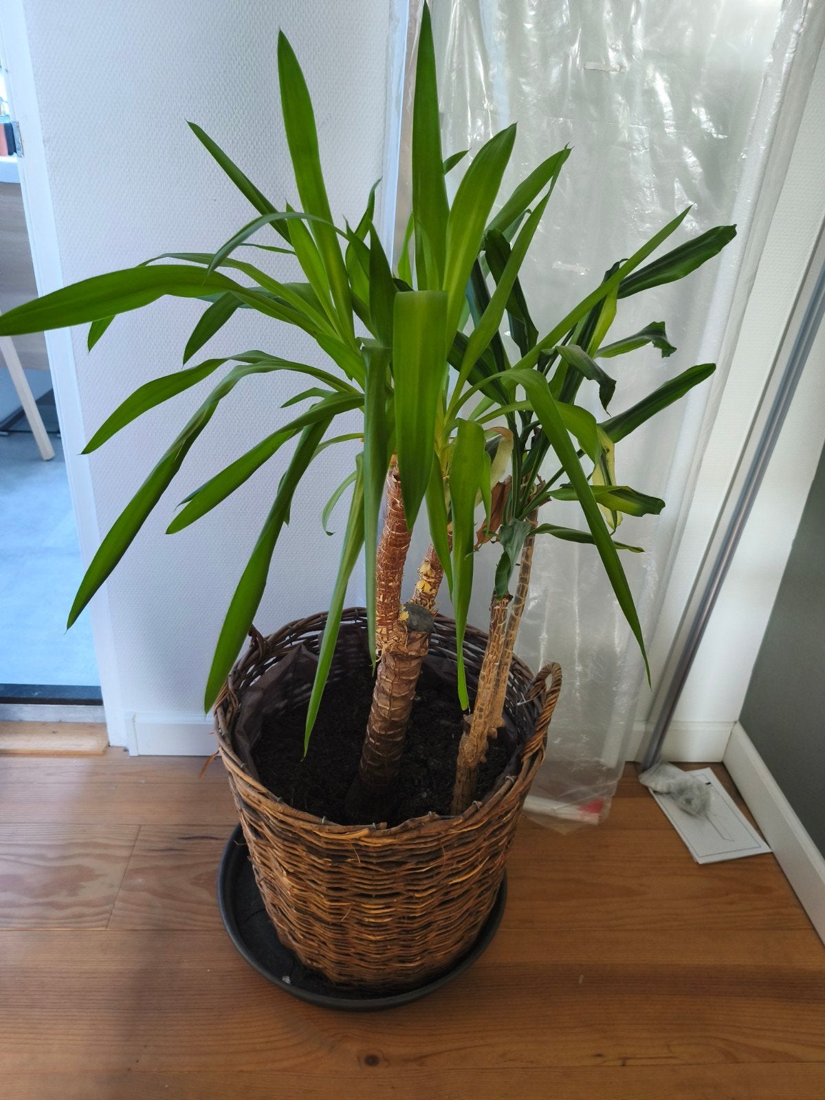 Yucca plant in rieten pot, Ophalen, 100 tot 150 cm, Halfschaduw, In pot