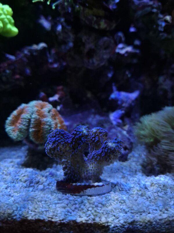 Zoanthus buttons, Stylophora paars en GSP, Dieren en Toebehoren, Vissen | Aquariumvissen, Overige typen, Zoutwatervis