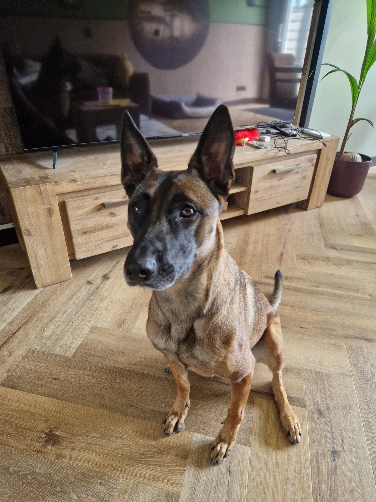 nieuwe baasje gezocht voor Beau, Teef, Parvo, Eén hond, 3 tot 5 jaar