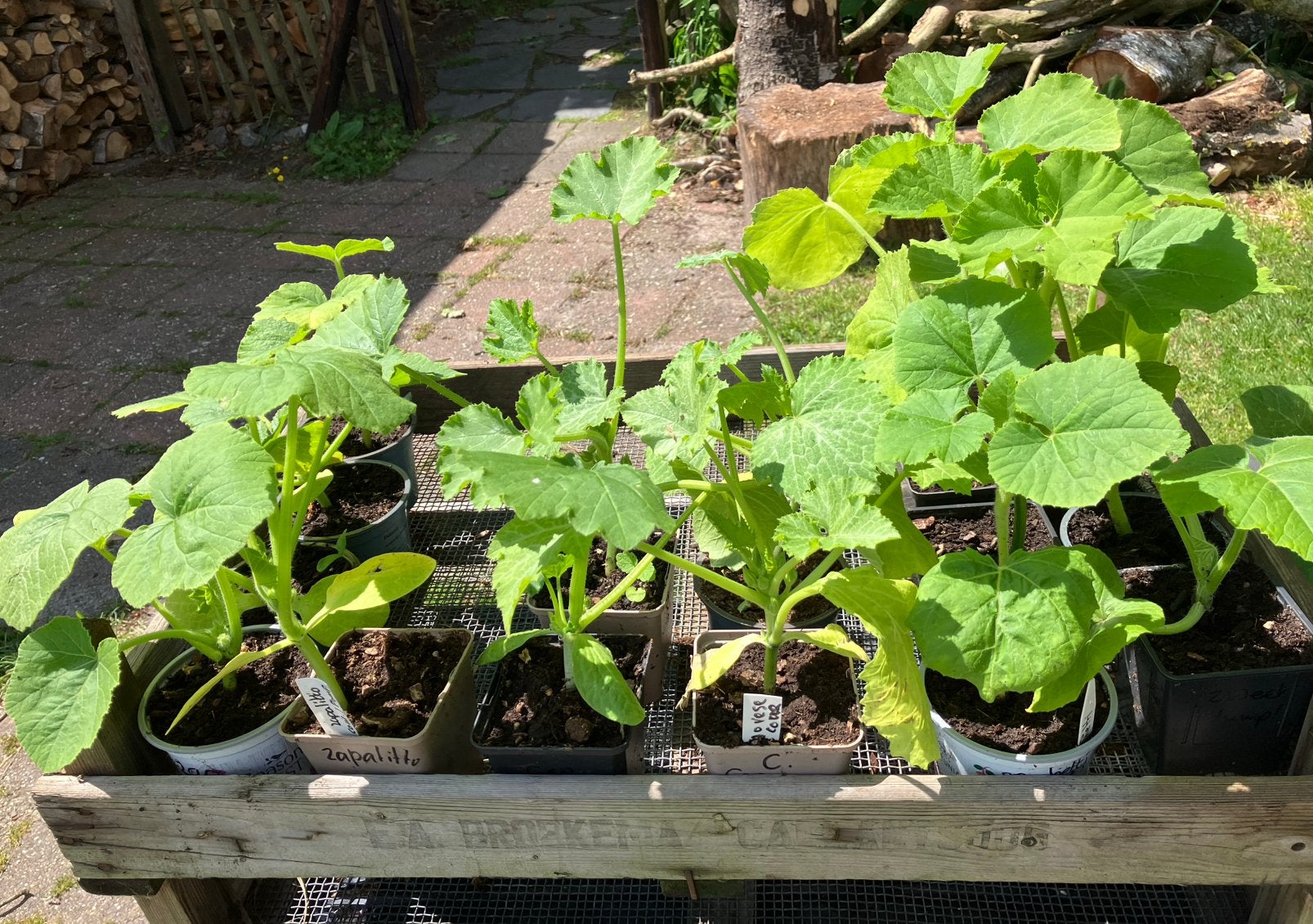 Moestuinplantjes (ook leuke onbekendere) BIOLOGISCH, Tuin en Terras, Planten | Tuinplanten, Ophalen, Eenjarig, Groenteplanten
