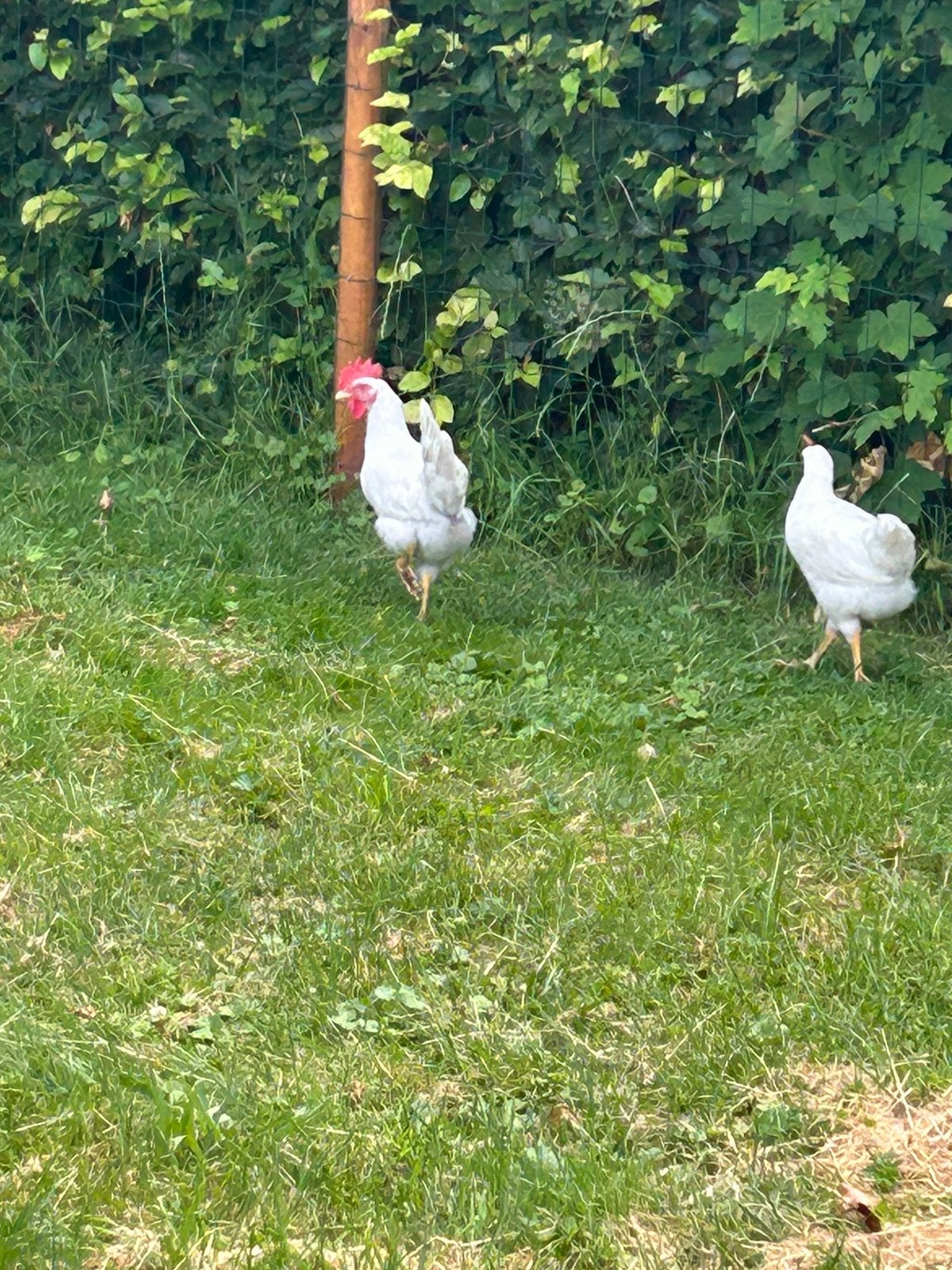 Witte jonge leghorn haan gratis, Mannelijk, Kip