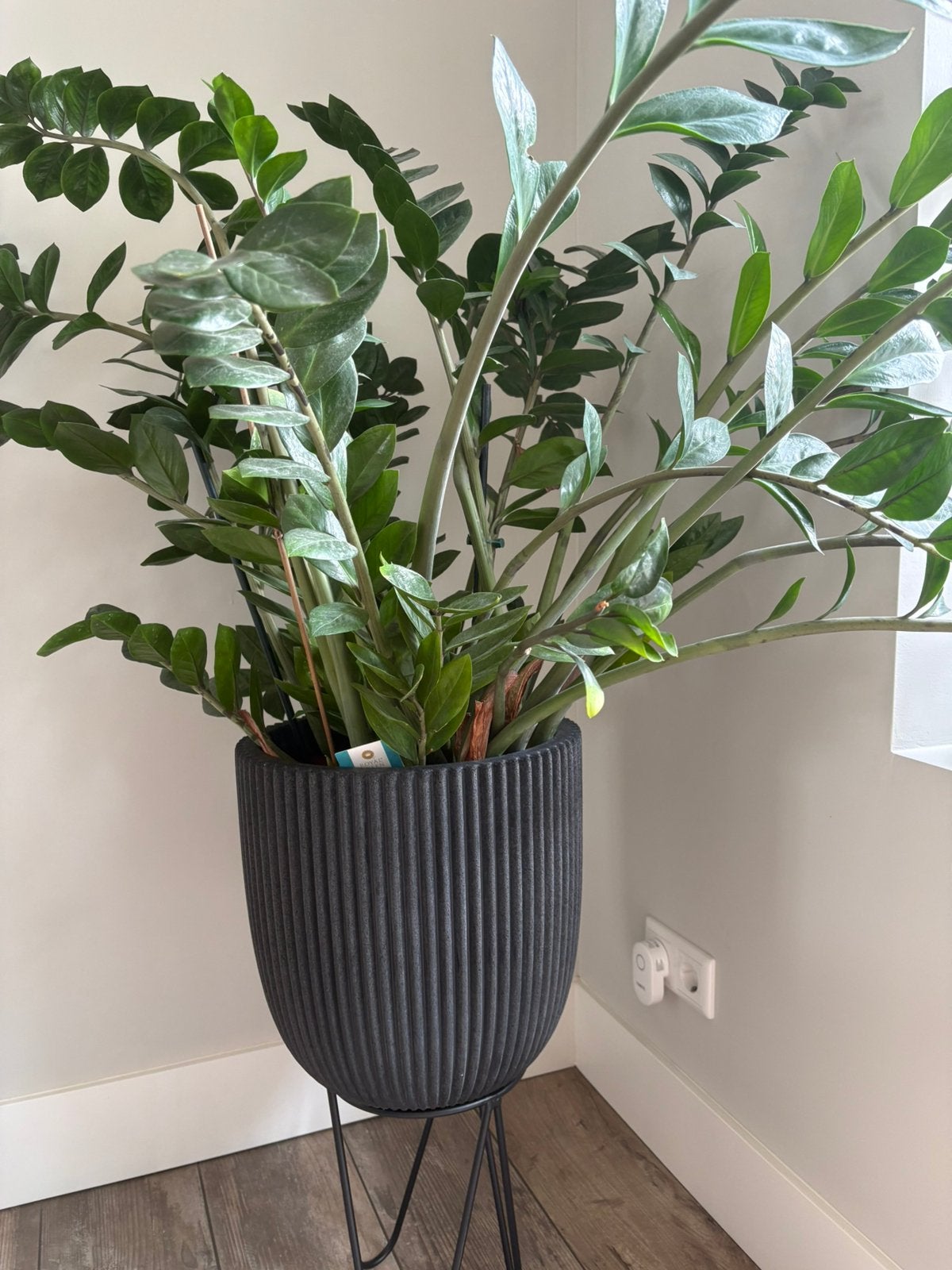 Kamerplant Emerald Palm, Ophalen, Palm, Halfschaduw, In pot