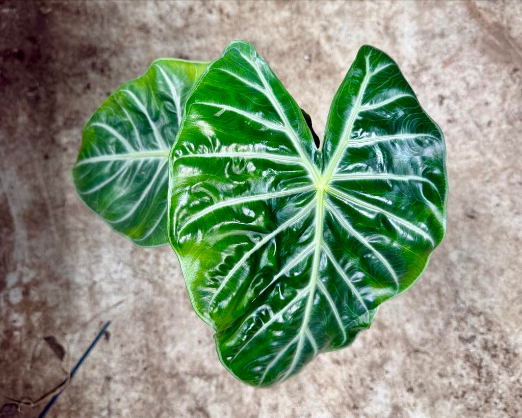 Alocasia Pink Dragon p12, Huis en Inrichting, Kamerplanten, Ophalen of Verzenden
