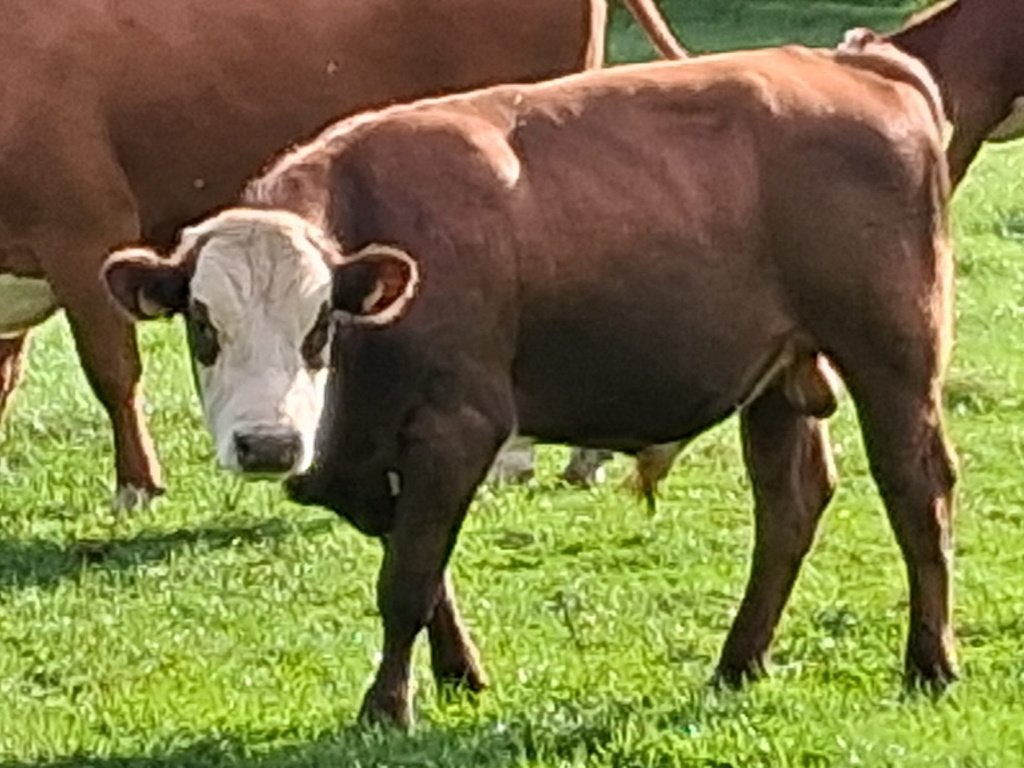 blaarkop stier dekstier, Dieren en Toebehoren, Runderen, Mannelijk, 0 tot 2 jaar