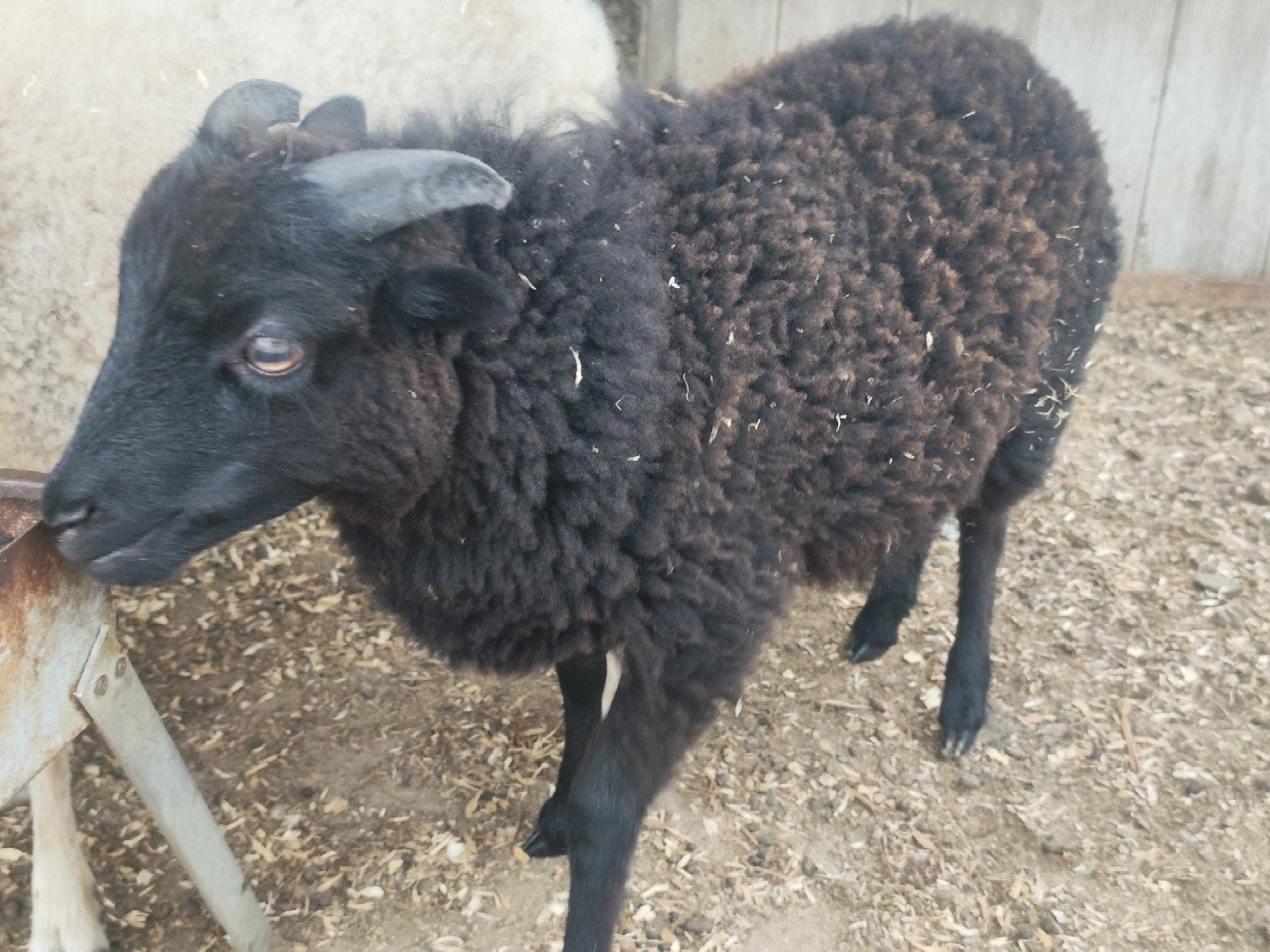 quessant rammetjes, Dieren en Toebehoren, Mannelijk, Schaap