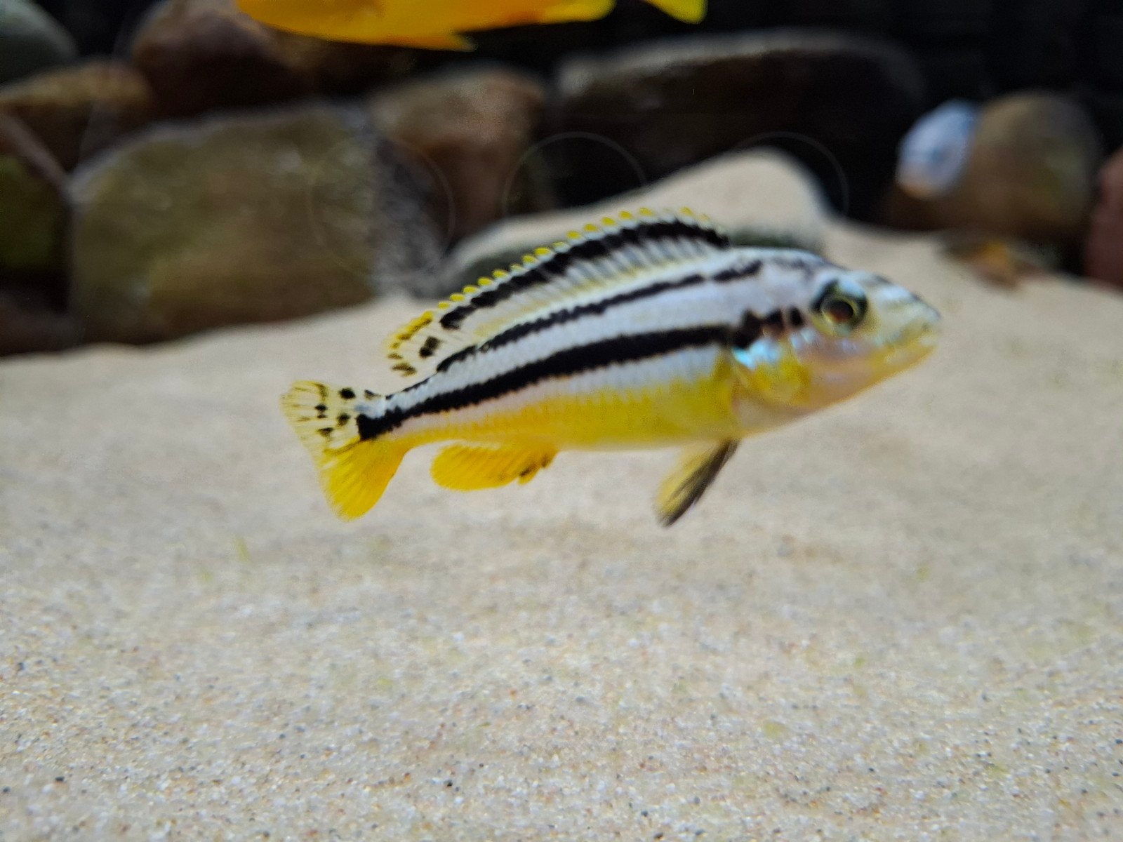 melanochromis auratus (malawi cichliden), Dieren en Toebehoren, Vis, Zoetwatervis