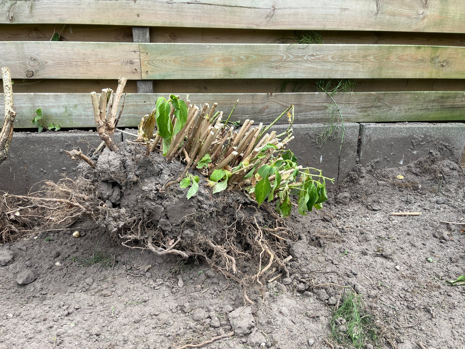 Grote hortensia, paars/blauw, gesnoeid, voor tuinrenovatie, Tuin en Terras, Vaste plant, Halfschaduw, Zomer, Ophalen