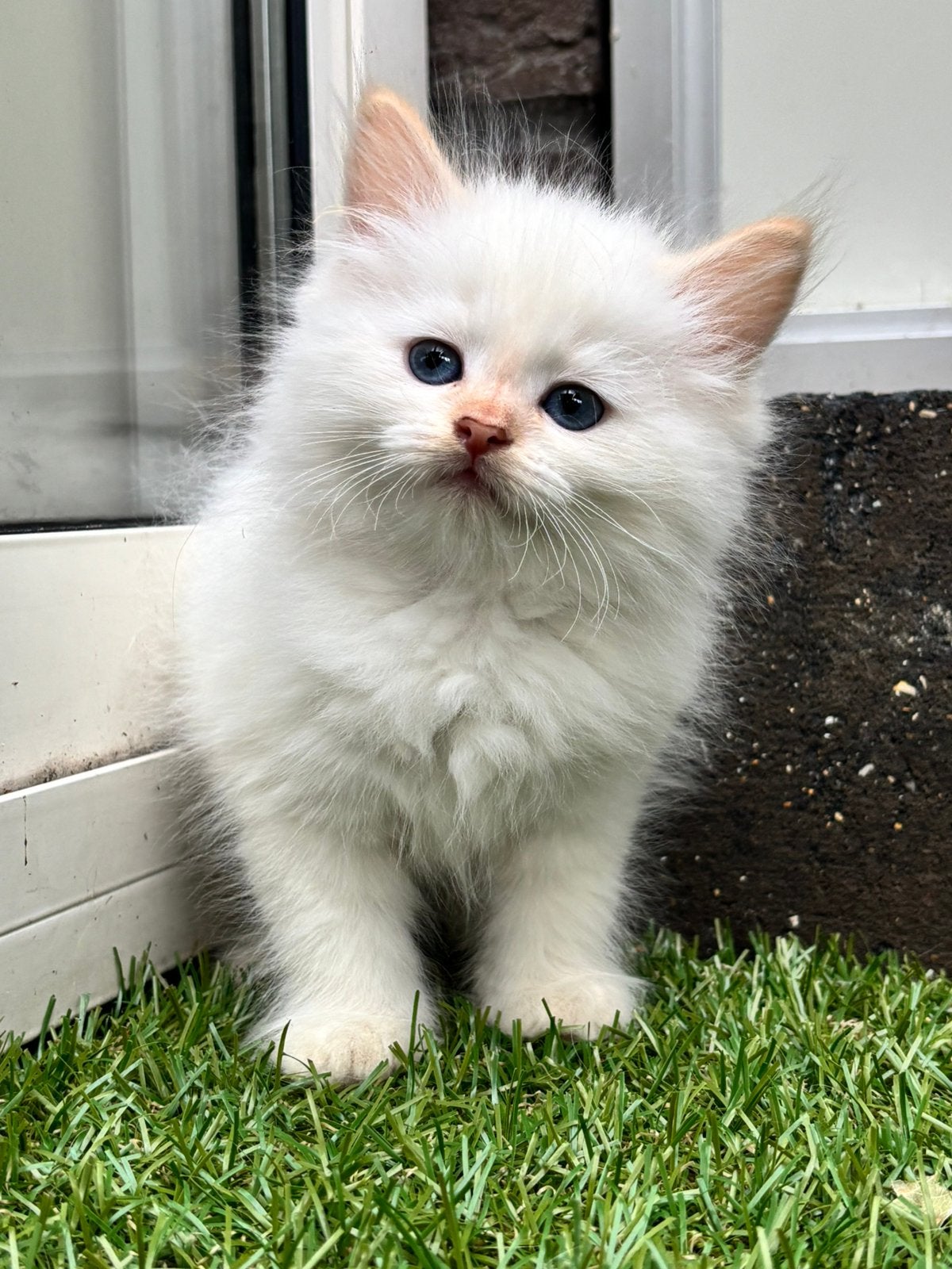 Prachtige Siberische neva masquerade kittens met stamboom, Meerdere dieren, Met stamboom, 0 tot 2 jaar
