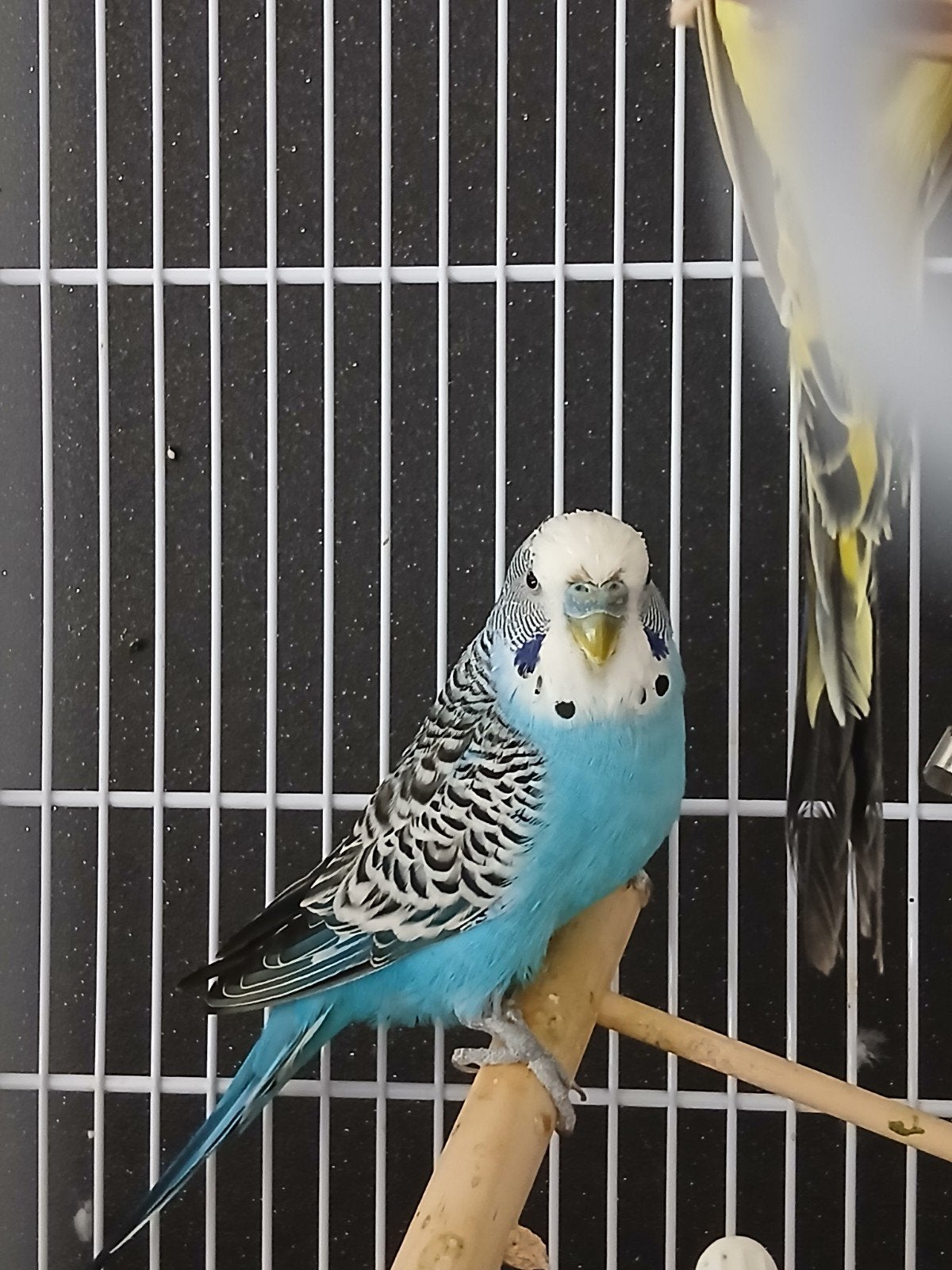 Blauwe grasparkiet man, Dieren en Toebehoren, Mannelijk, Parkiet