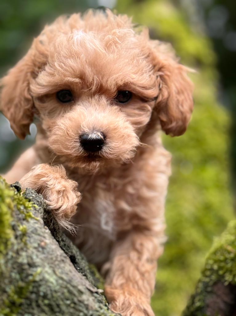Klein type Maltipoo pups ! Meerdere kleuren, Poedel, Parvo, Nederland, 8 tot 15 weken