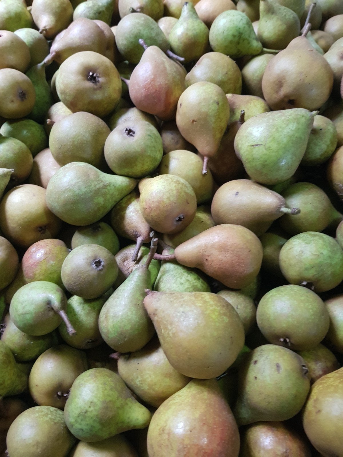 Onbespoten Gieser Wildeman peren, Diversen, Ophalen