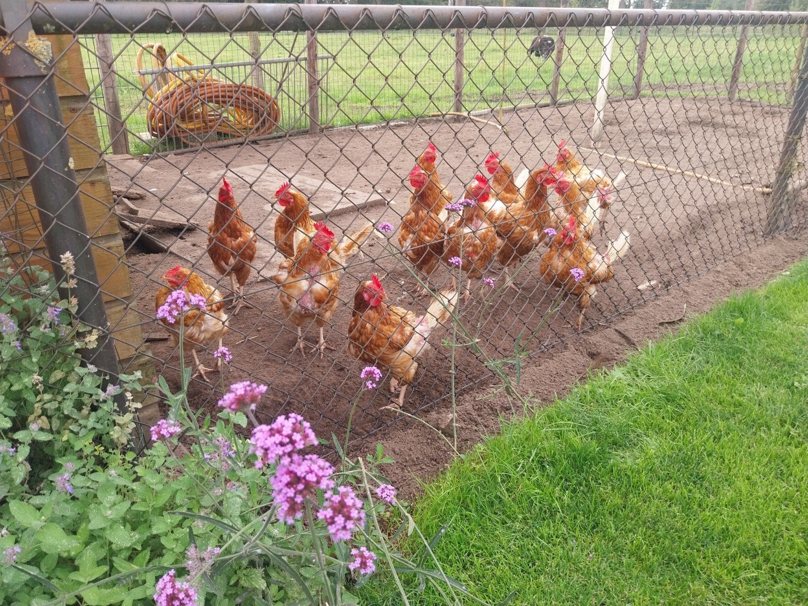 Legkippen, Dieren en Toebehoren, Vrouwelijk, Kip