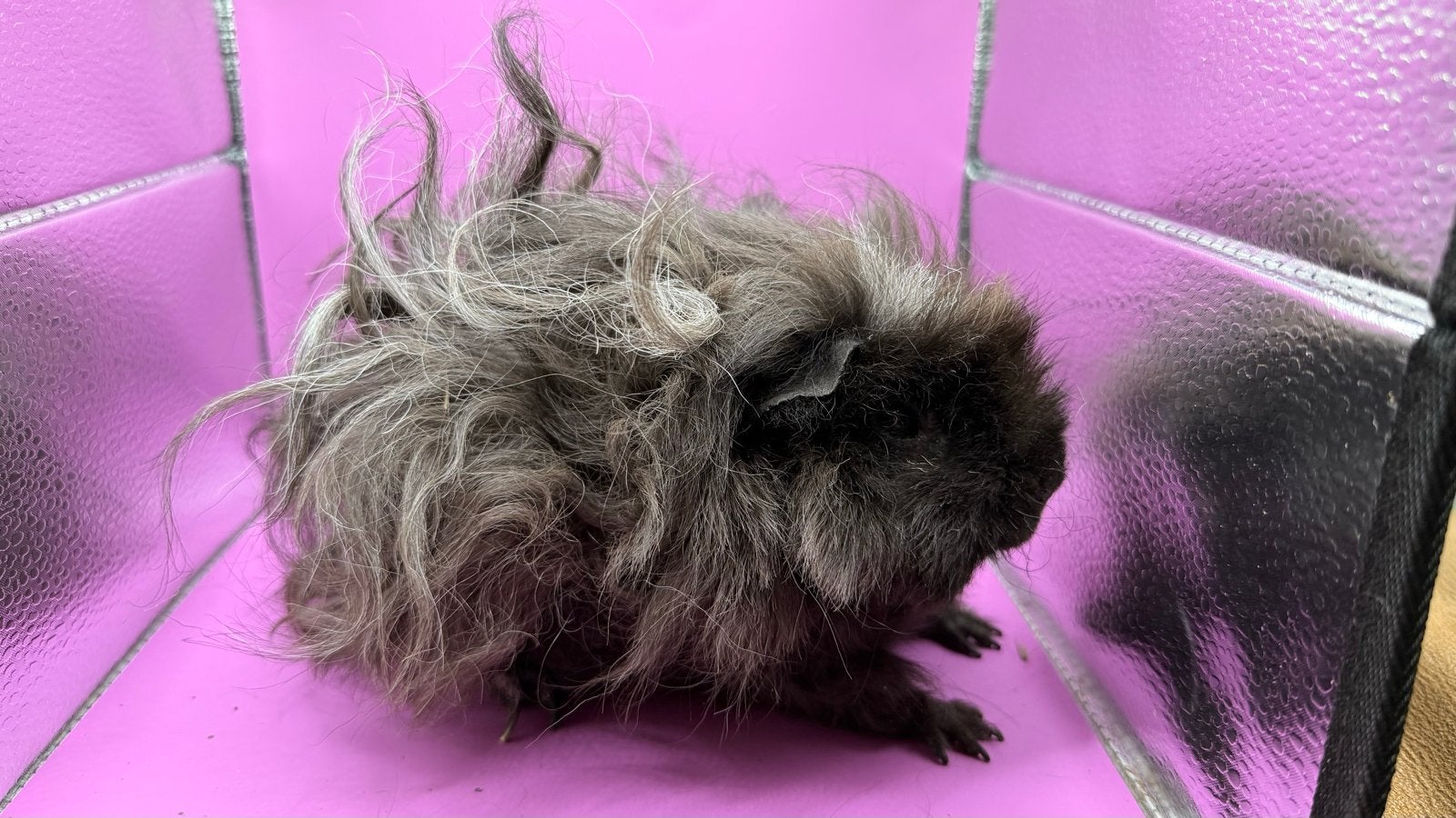 Cavia Lunkarya Mappie zeug Vom Funny Longhairs, Dieren en Toebehoren, Cavia, Vrouwelijk, Tam, Oktober