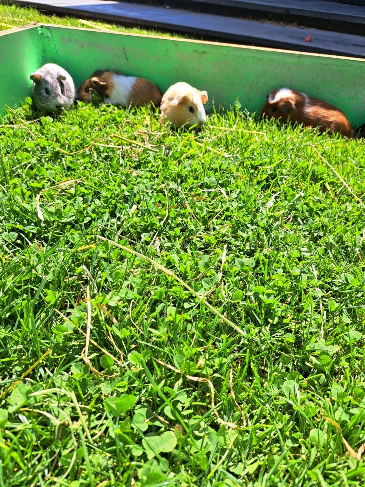 Jonge cavia's, Dieren en Toebehoren, Cavia, Juni, Vrouwelijk, Tam