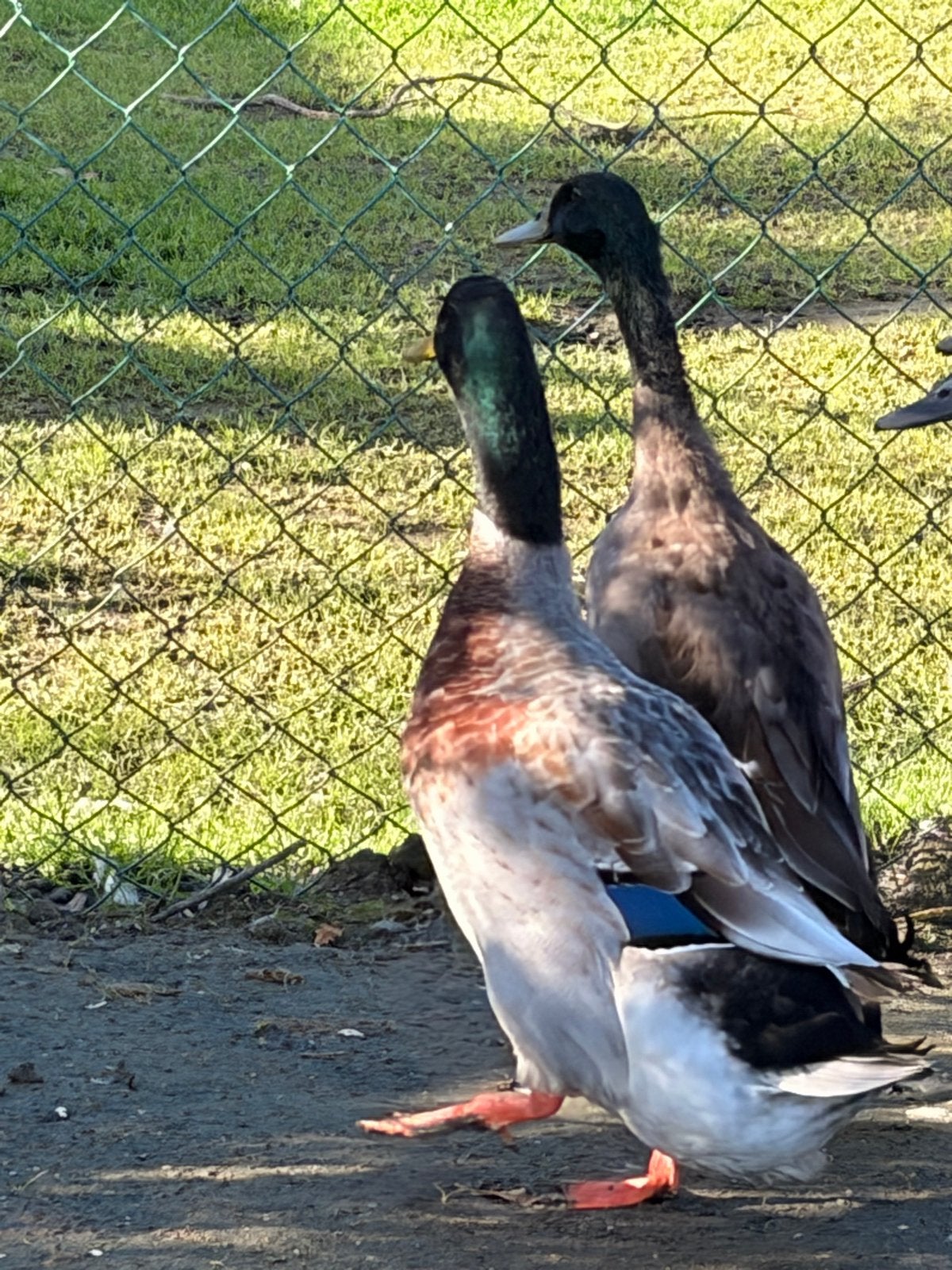 Loopeenden, Meerdere dieren, Eend