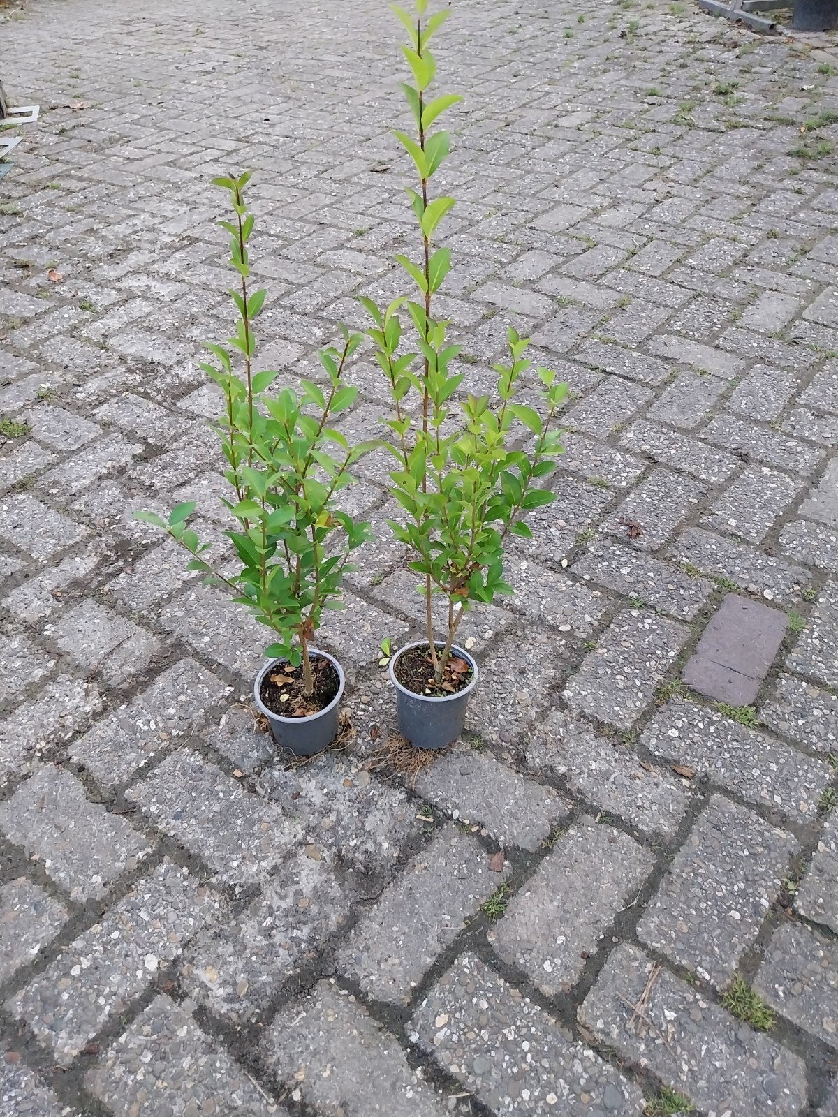 Liguster Ovalifolium Planten 40-50 cm, Volle zon, Vaste plant, Bloeit niet, Ophalen