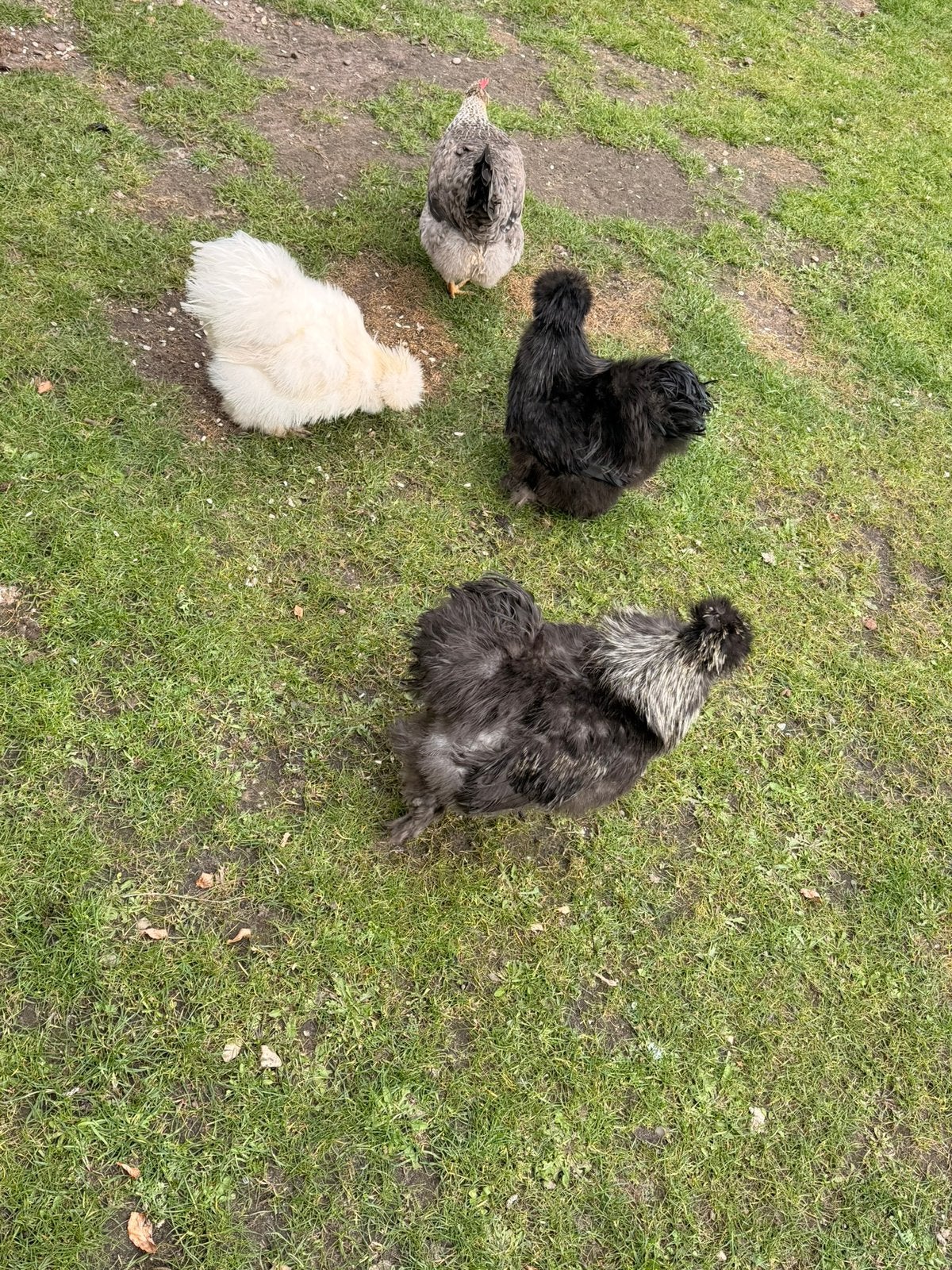 Zijdehoender haan, Dieren en Toebehoren, Pluimvee, Mannelijk, Kip