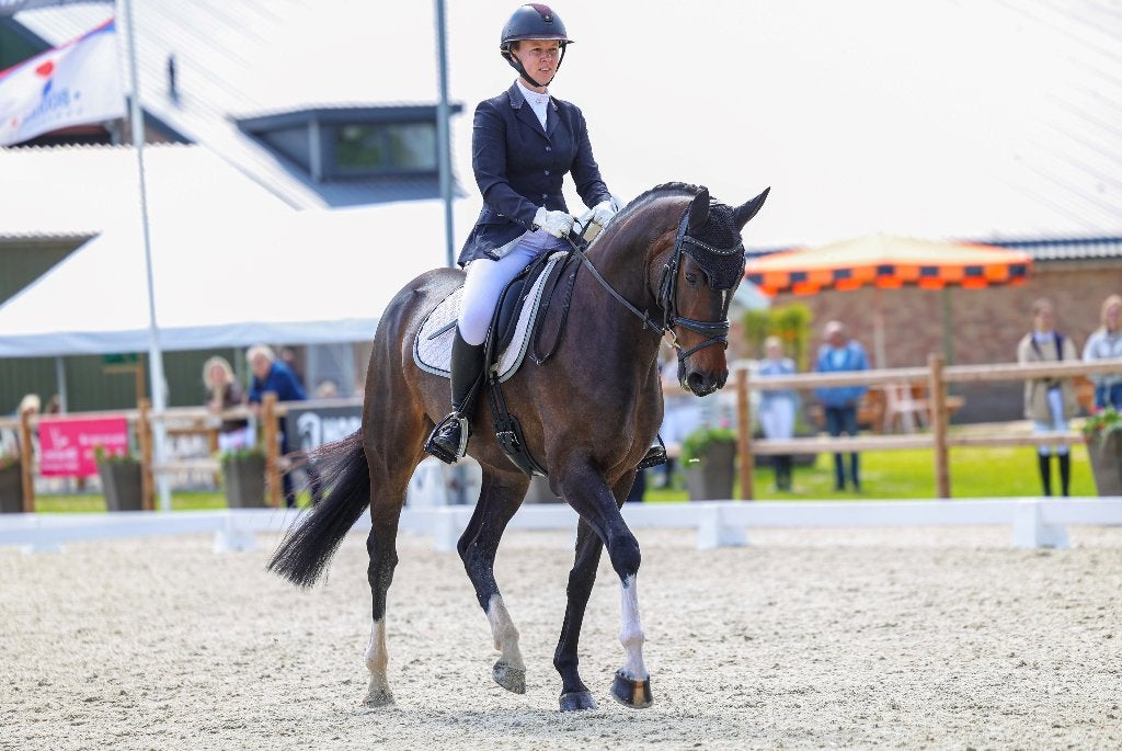 Mooi en leuk dressuurpaard v. Ferguson, Dieren en Toebehoren, Paarden, Merrie, Met stamboom, M, Dressuurpaard