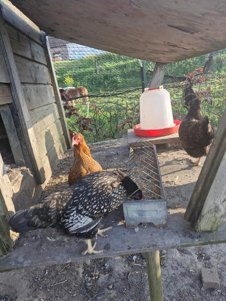 Kippen bramas en hollandse kriel, Dieren en Toebehoren, Meerdere dieren, Kip