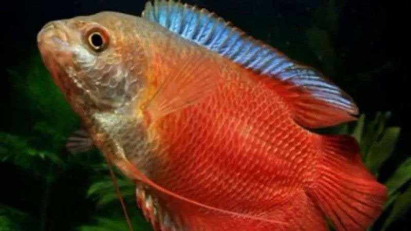 Dwerg Gourami Koraal rood - Prachtig visje voor je aquarium, Vis, Zoetwatervis