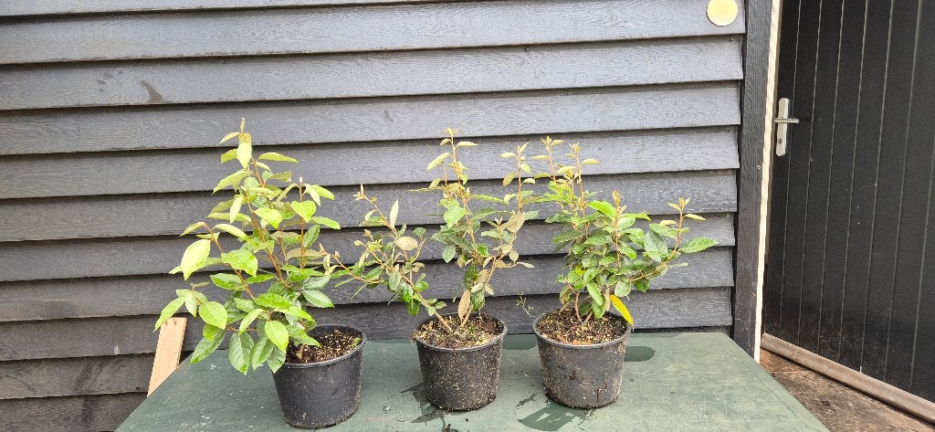 Elaeagnus 5ltr, Ophalen, Overige soorten, Struik, Minder dan 100 cm