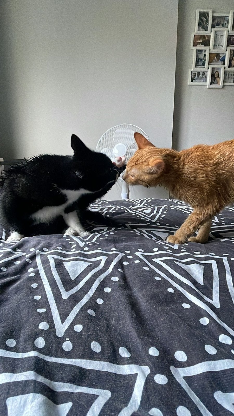 Katten gratis op te halen, Meerdere dieren, Kortharig, 3 tot 5 jaar