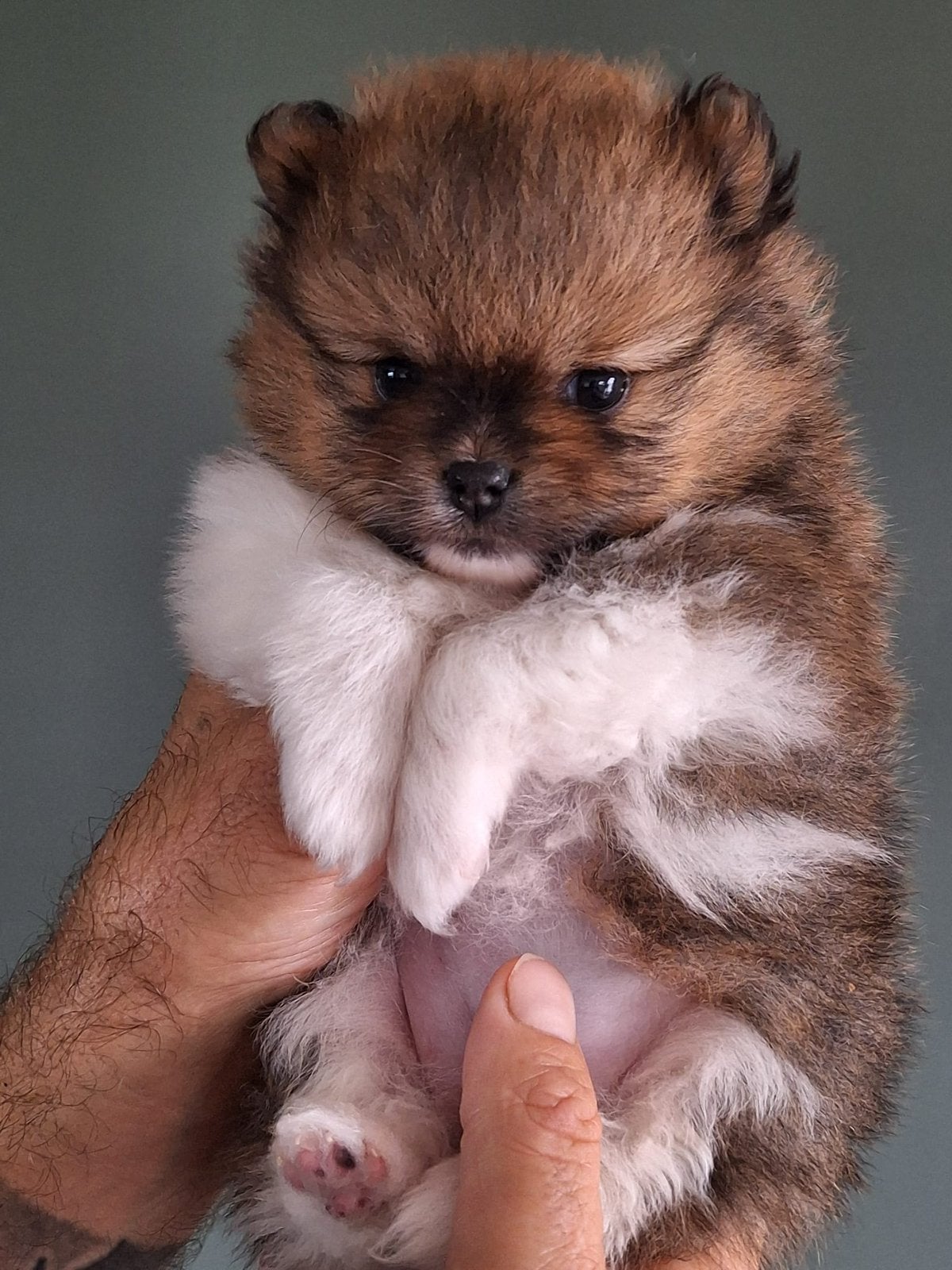 Pomeriaan teefje te koop, Dieren en Toebehoren, Keeshond, CDV (hondenziekte), 8 tot 15 weken, Teef