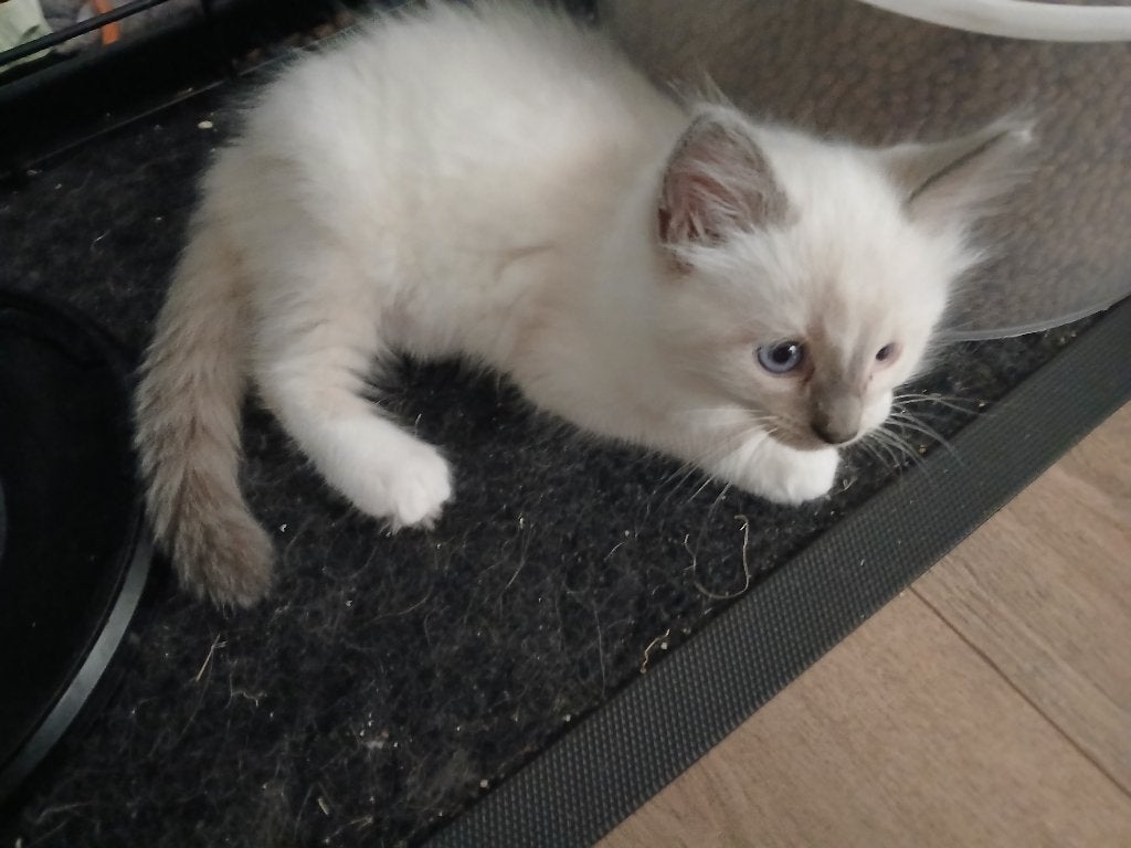 Ragdoll kittens nog steeds beschikbaar, Meerdere dieren, Gechipt, 0 tot 2 jaar