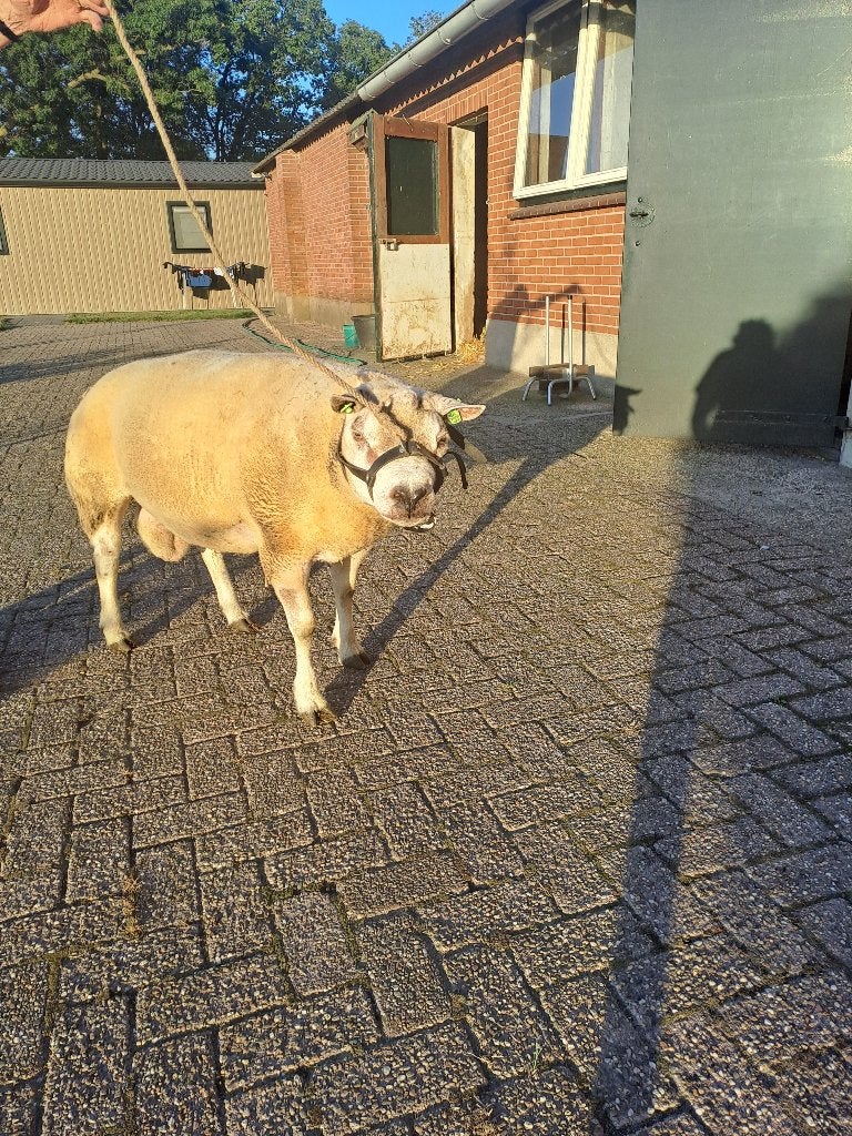 Texelaar Ram, Mannelijk, Schaap, 3 tot 5 jaar