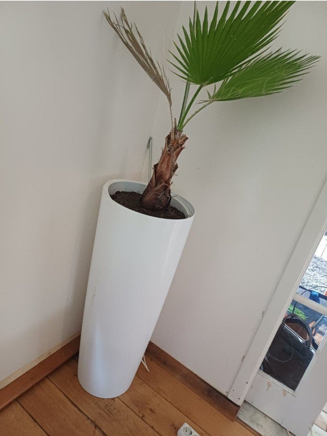 Mooie palmboom in witte pot, 100 tot 150 cm, Palm, In pot, Groene kamerplant