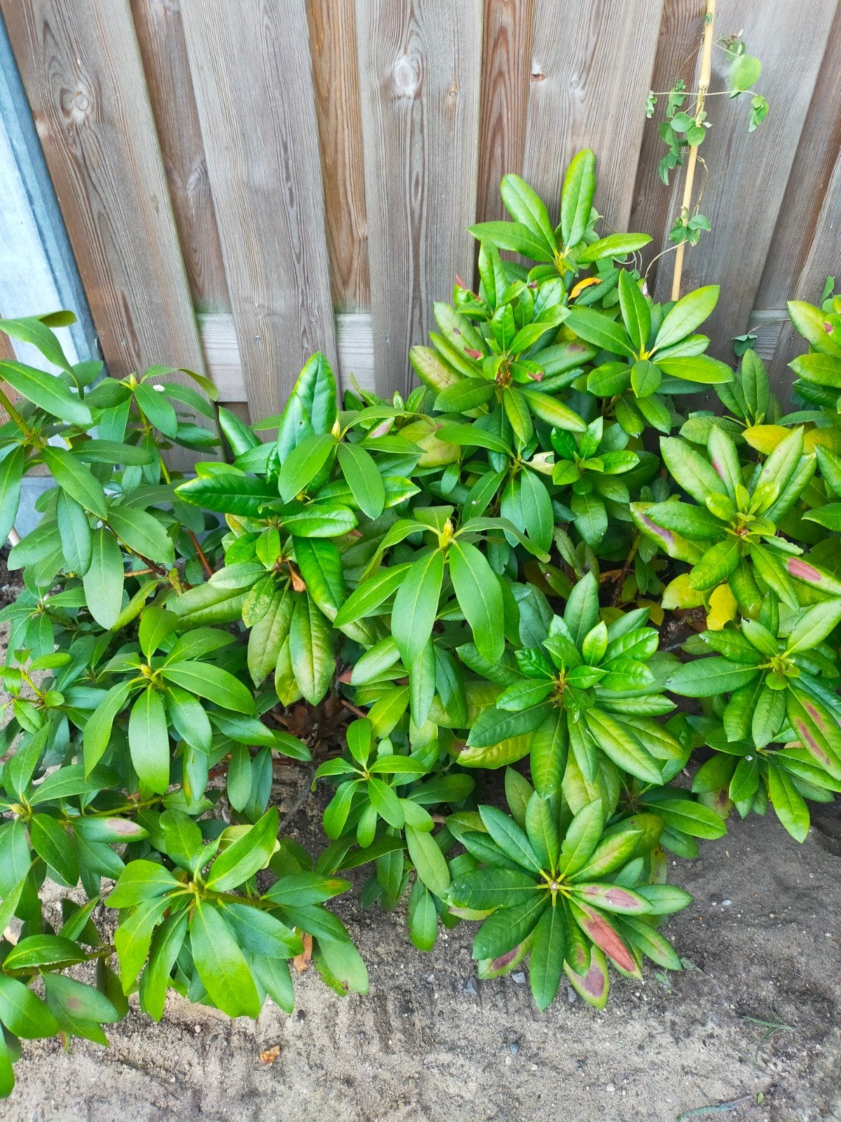 Rhododendrons 4 x, Ophalen, Overige soorten, Minder dan 100 cm