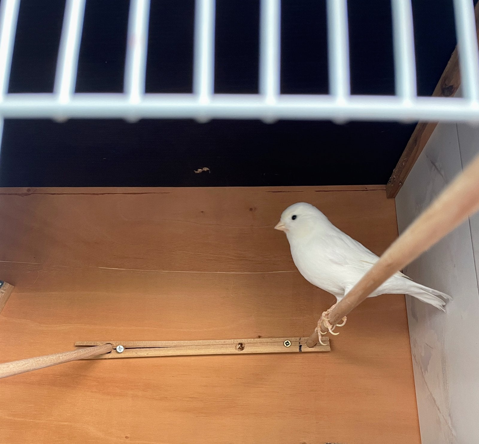 Witte Kanarie Man 2022, Dieren en Toebehoren, Vogels | Kanaries, Mannelijk, Kleurkanarie