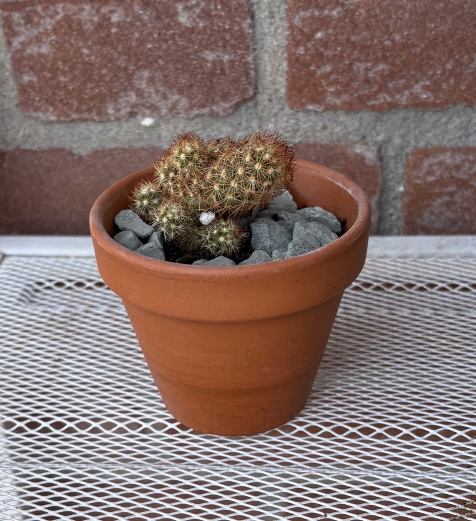 kleine Mammillaria Elongata Cactus, Ophalen, Overige soorten, Volle zon