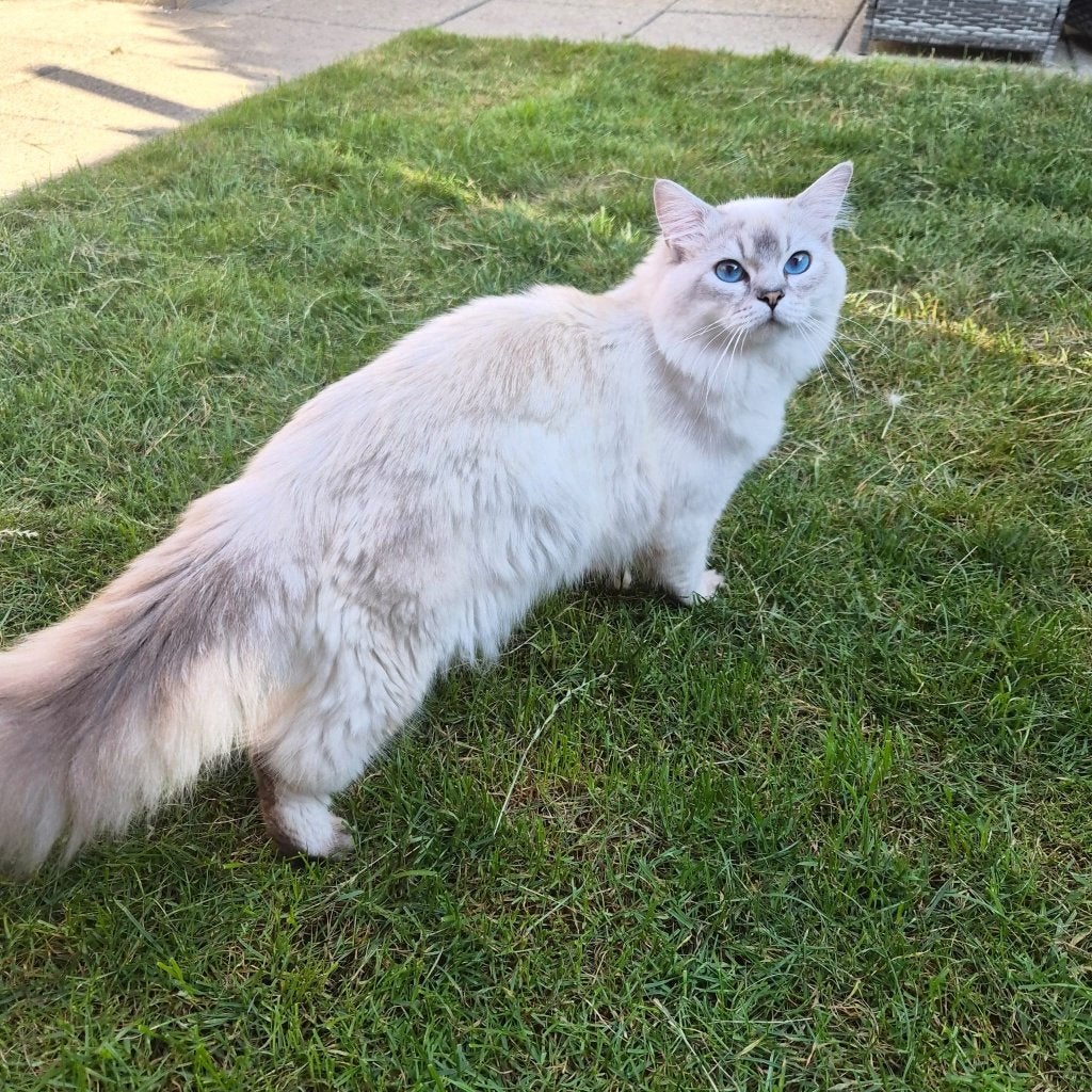 Beautiful kittens, Dieren en Toebehoren, Meerdere dieren, Ontwormd, 0 tot 2 jaar
