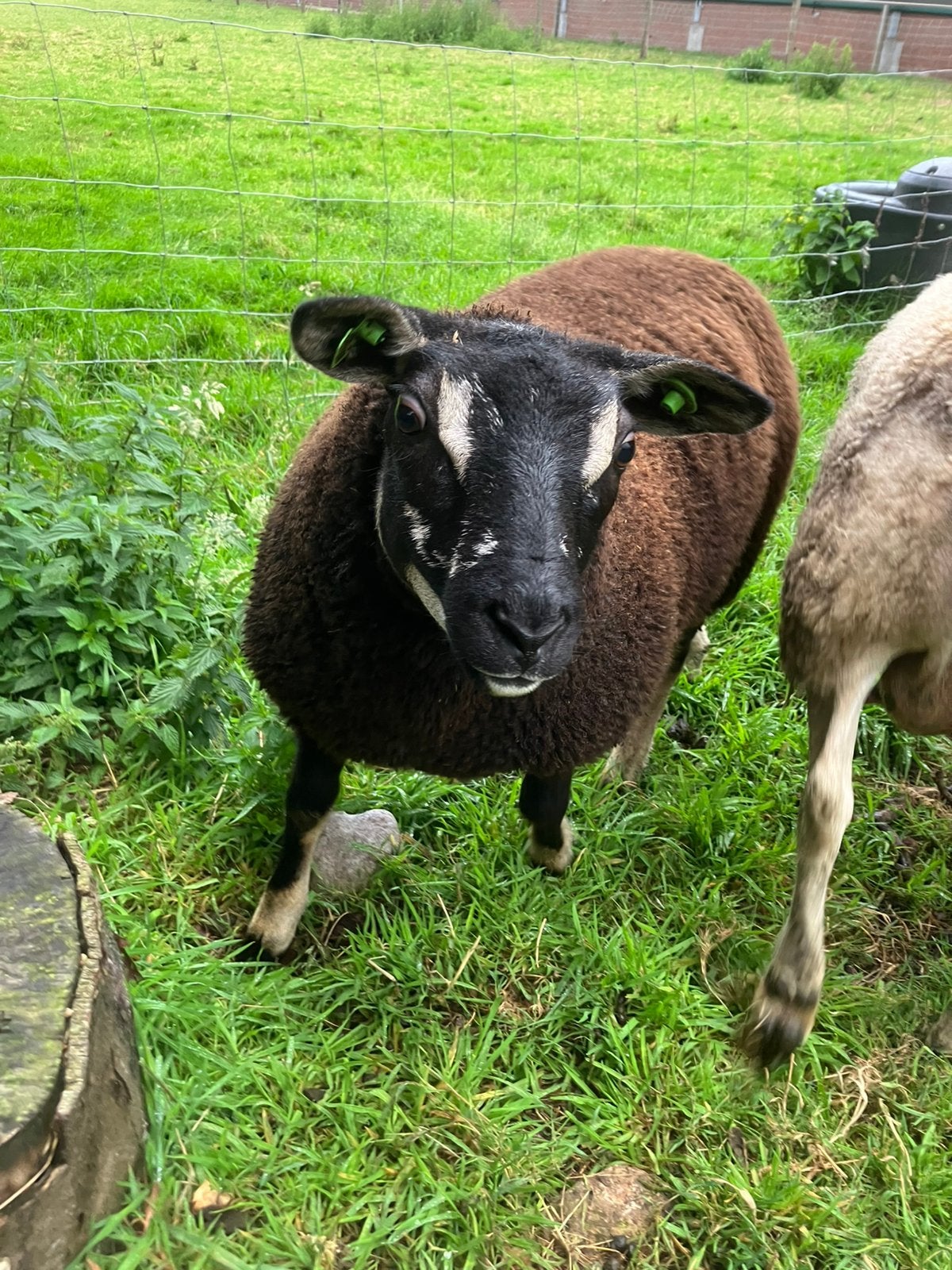 3 mooie ooilammeren, Dieren en Toebehoren, Vrouwelijk, Schaap