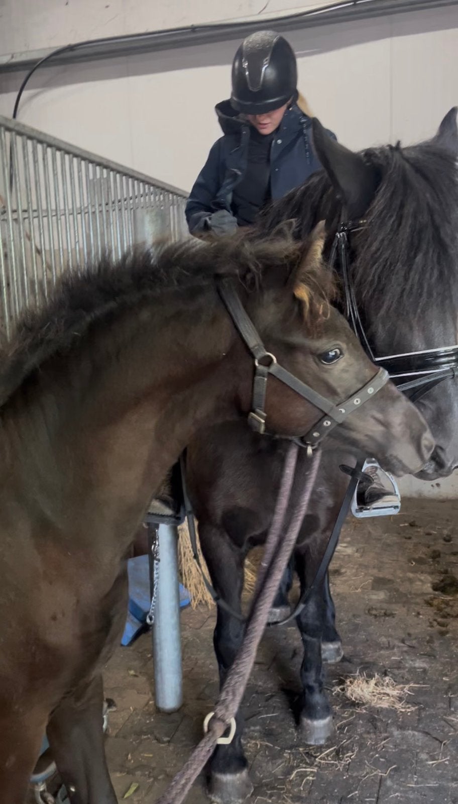 Aansprekend Veulen Gerda, Merrie, 0 tot 2 jaar