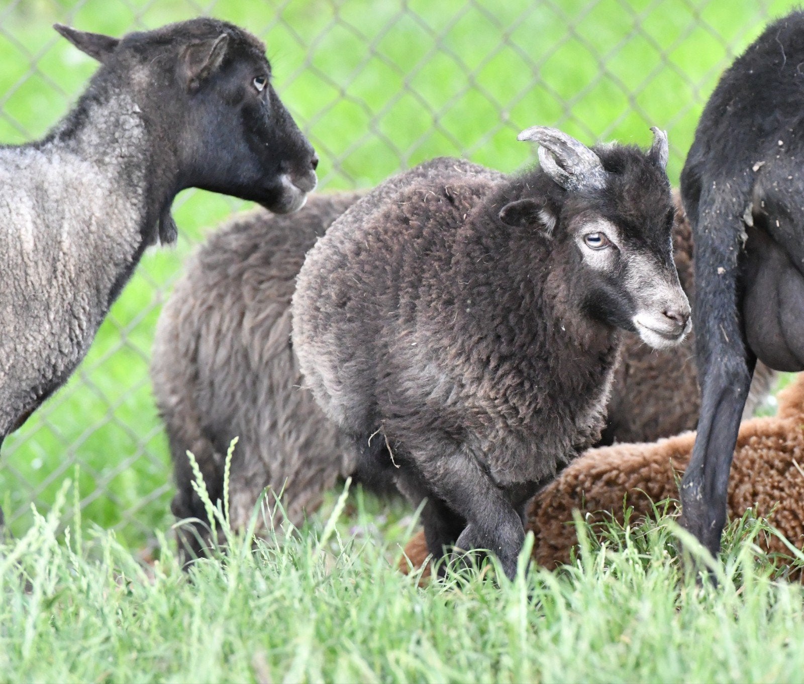 Quessant rammetje zwart schimmel, Mannelijk, Schaap, 0 tot 2 jaar