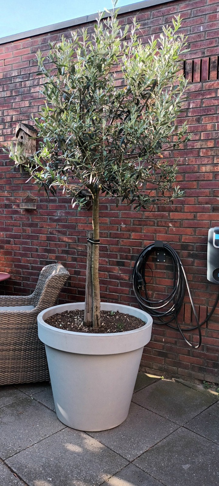 olijfboom in pot - totaal 2,25 m hoog, Halfschaduw, 100 tot 250 cm, Olijfboom, Zomer