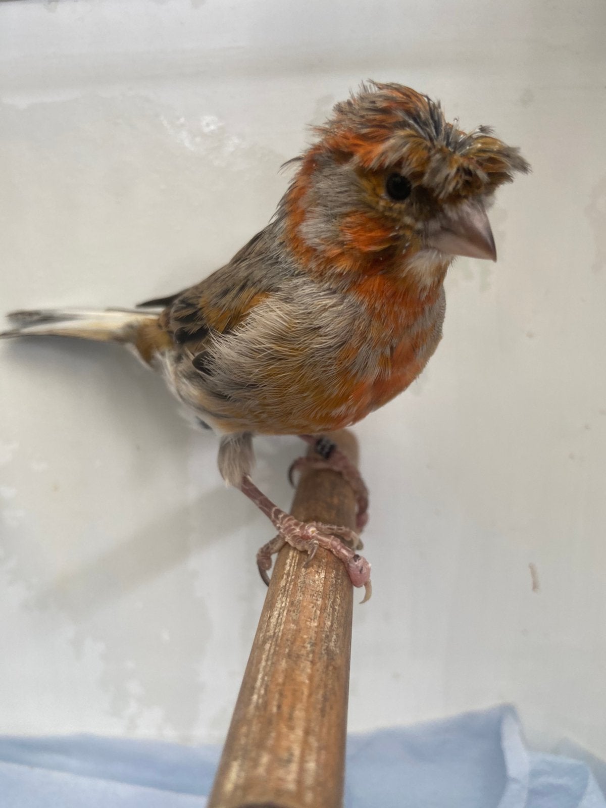 Harlekijn kanarie man, Mannelijk, Kleurkanarie