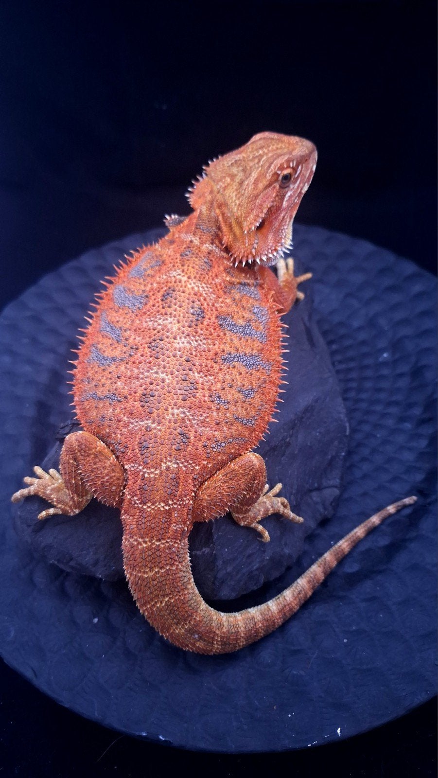 (Aktie) 2x 50% Red Monster Blue Tiger Baardagaam Vrouwtjes Bearded Dragon photo 4