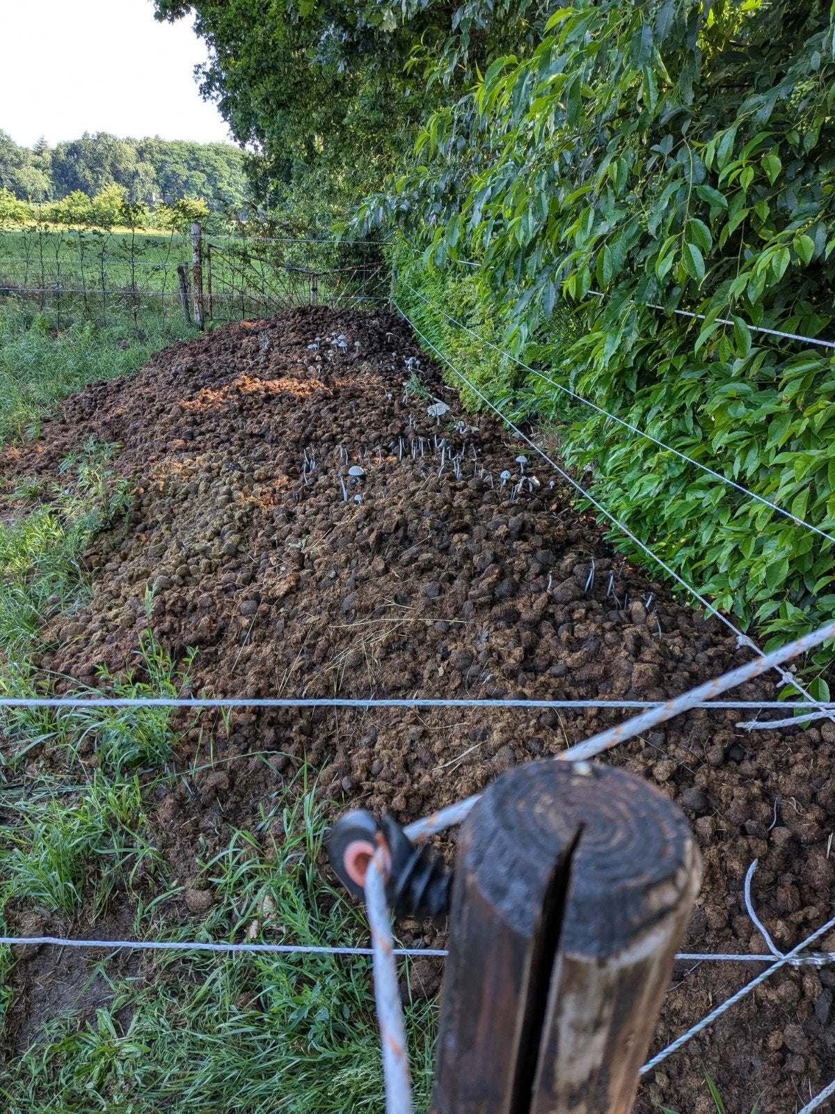 Gratis paardenmest, zonder hooi, stro, vlas ed, Ophalen, Tuinaarde